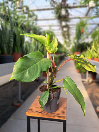 PHILODENDRON SQUAMIFERUM P14