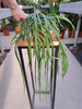 LEPISMIUM BOLIVIANUM P11