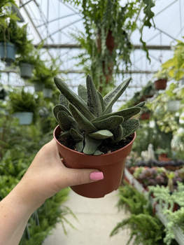 GASTERIA LITTLE WARTY P12
