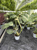 MONSTERA THAI CONSTELLATION P13