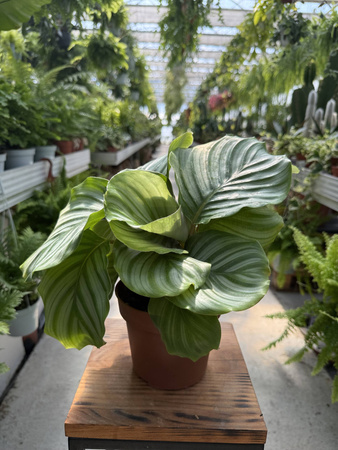 CALATHEA ORBIFOLIA P13