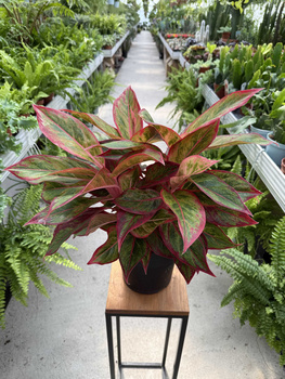 AGLAONEMA JUNGLE LAVA P19