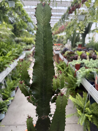 EUPHORBIA TRIGONA P18