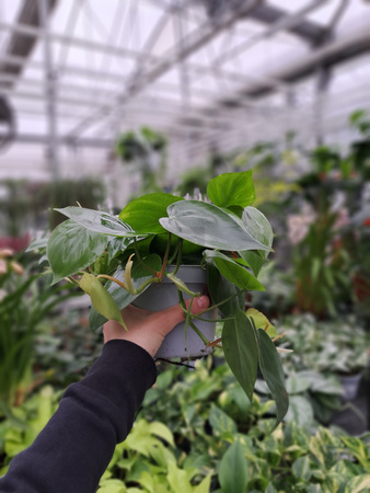 PHILODENDRON  SCANDENS P13