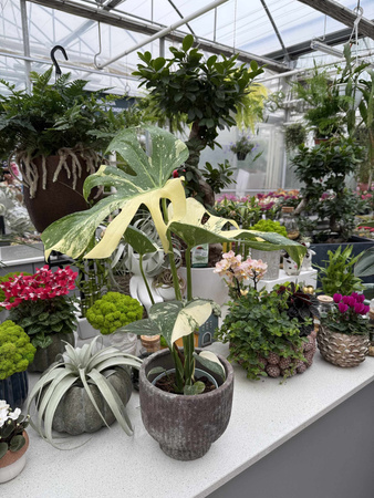 MONSTERA THAI CONSTELLATION P13