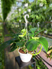 PHILODENDRON DRAGON TAIL P20
