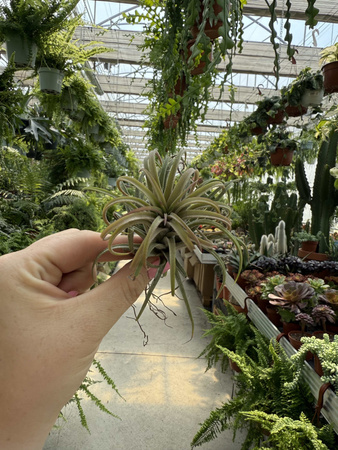 TILLANDSIA IONANTHA P10