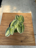 TRZYKROTKA VARIEGATA P6
