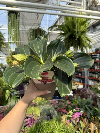 MEDINILLA 'CANDY' P14