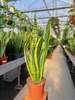 SANSEVIERIA LAURENTII P19