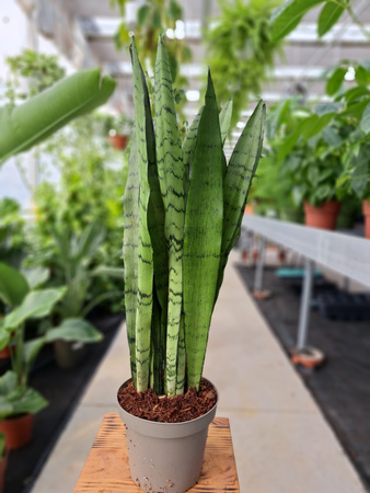 SANSEVIERIA SPEARMINT P14