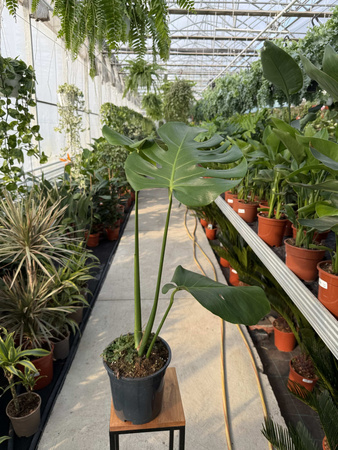 MONSTERA DELICIOSA BIG FORM P19