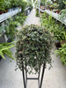 PILEA GLAUCA P16