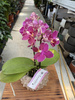 PHALENOPSIS AROMIO FRUITY MINI P7