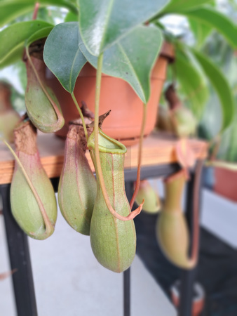 NEPENTHES MONKEY JARS - DZBANECZNIK P14