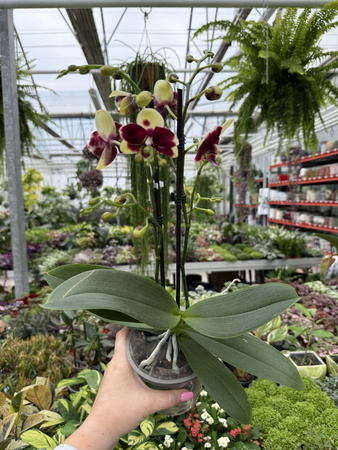PHALENOPSIS YELLOW CATANIA P12