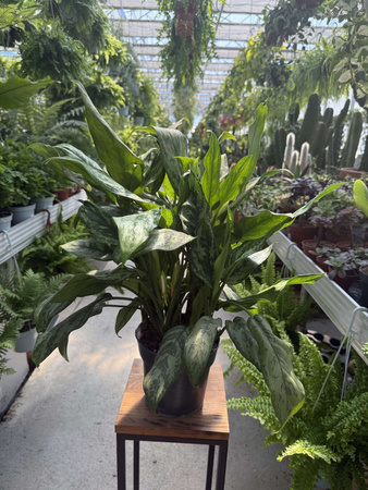 AGLAONEMA ROMEO P17