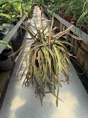 LEPISMIUM CRUCIFORME ROJO P20