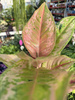 AGLAONEMA PASTELLA P12
