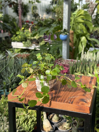 PILEA DEPRESSA P6