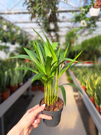 DYPSIS P10