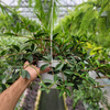 PEPEROMIA PALCZASTA KOSZ