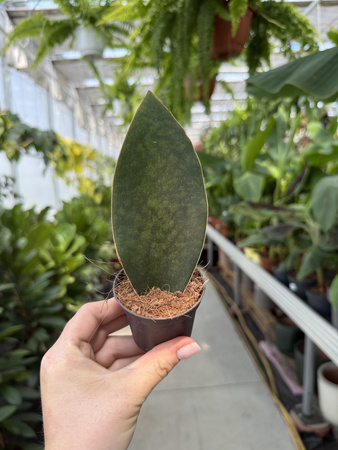 SANSEVIERIA CONGO P6