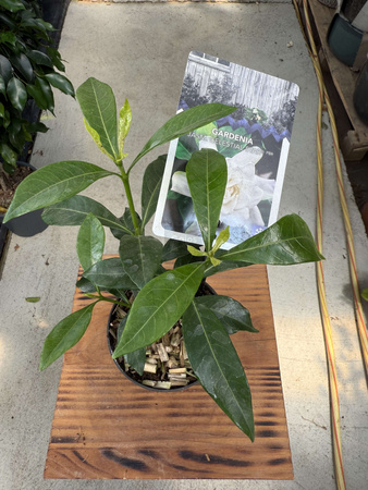 GARDENIA JASMINOIDES P9