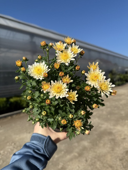 CHRYZANTEMA DROBNOKIATOWA KREMOWA MINI P11