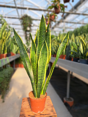 SANSEVIERIA LAURENTII P12