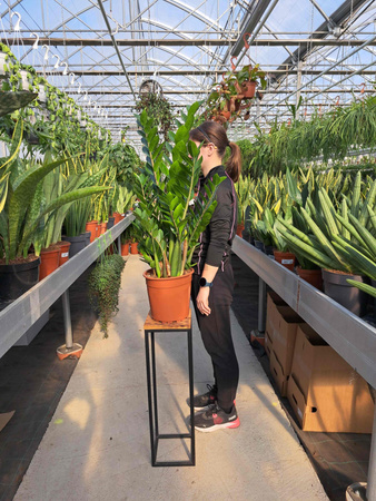 ZAMIOCULCAS ZAMIFOLIA P24