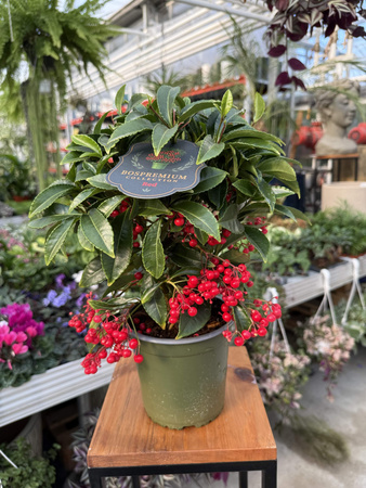 ARDISIA CZERWONA P14