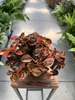 PEPEROMIA CAPERATA P12