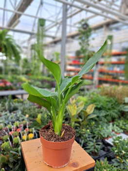 STRELITZIA REGINAE P12