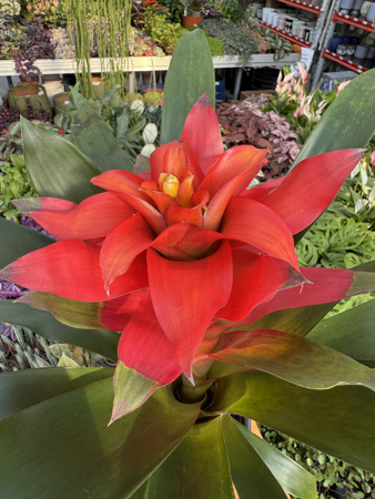 GUZMANIA FIERO RED P12
