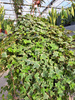HEDERA HELIX P19 BIAŁY LIŚĆ