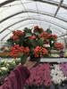 SKIMMIA TEMPTATION P15