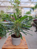 PACHYPODIUM LAMEREI  - PALMA MADAGASKARU P10.5