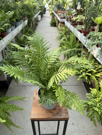 PAPROĆ BLECHNUM SILVER LADY P13