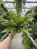 PAPROĆ ASPLENIUM CRISPY WAVE P12.