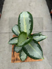 AGLAONEMA SILVER BLUE P12