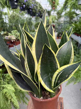 SANSEVIERIA BLACK GOLD P17