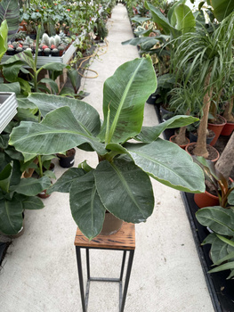 BANANOWIEC ACUMINATA P17