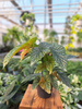 BEGONIA ALBOPICTA SILVER  P12