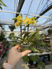 PHALENOPSIS YELLOW VAYENNE P7