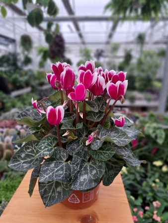 CYCLAMEN RÓZOWY P10