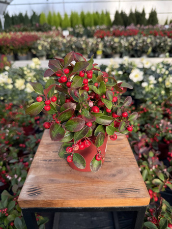 GOLTERIA ROZESŁANA CZERWONA