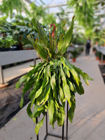 LEPISMIUM HOULLETIANUM P21