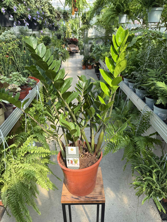 ZAMIOCULCAS ZAMIFOLIA P21