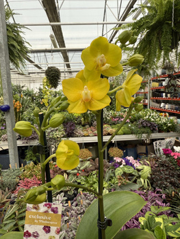 PHALENOPSIS LIMITED 16 P12